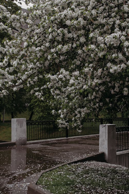 Základová fotografie zdarma na téma bílé květy, flóra, kvetoucí