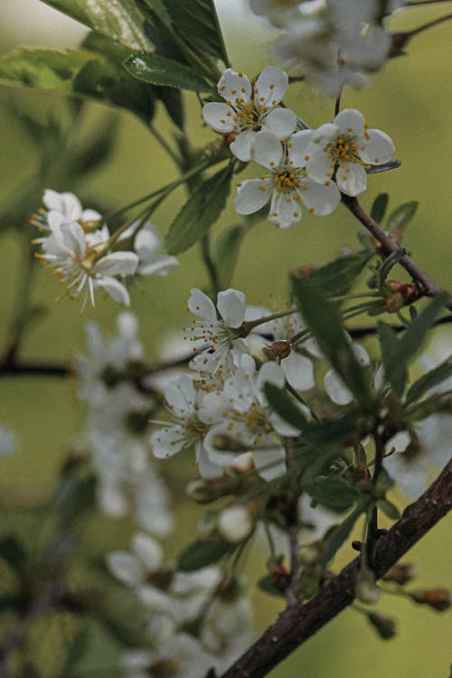 Foto stok gratis bunga putih, daun-daun hijau, fotografi bunga
