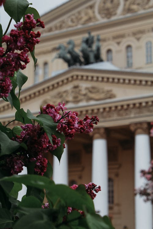 Základová fotografie zdarma na téma flóra, květinová fotografie, kvetoucí