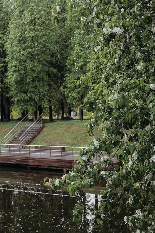 Základová fotografie zdarma na téma flóra, most, mosty