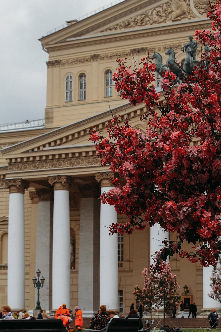 Tree And Theatre Building Behind