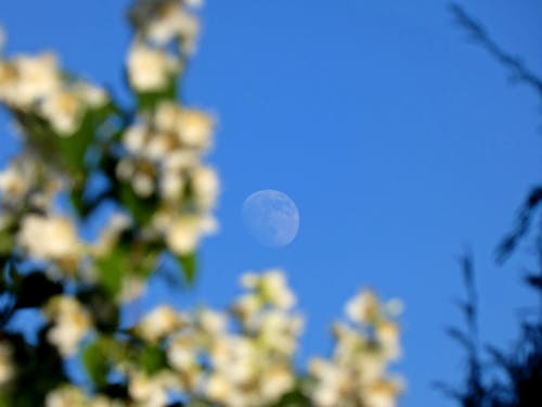Free full moon  Stock Photo