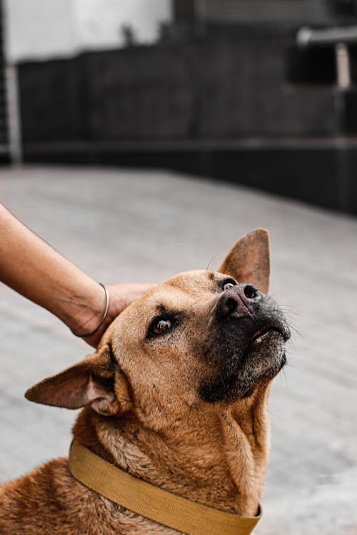 Free A Person Petting a Dog  Stock Photo