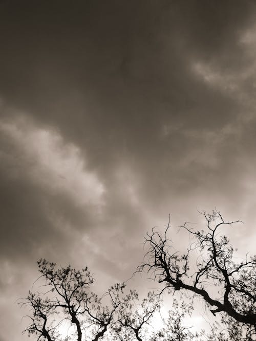 Dark Clouds on the Sky