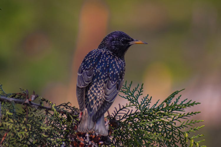 A Starling Perched On A Branch