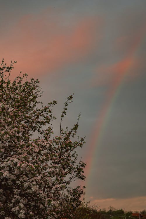 Kostnadsfri bild av dyster himmel, natur, regnbåge