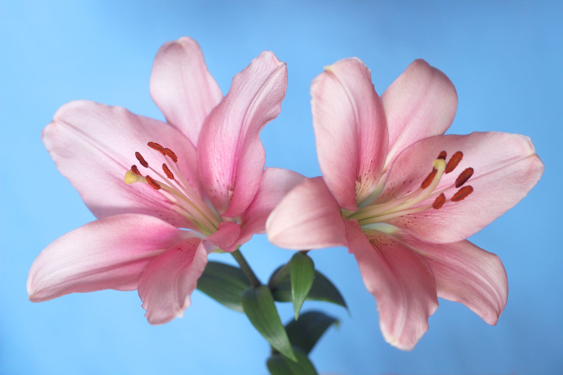 Vibrant twin pink lilies on a clear blue backdrop. Perfect for nature and floral themes.