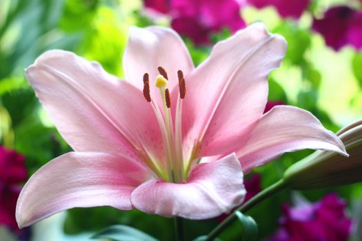 A Lily in Bloom 