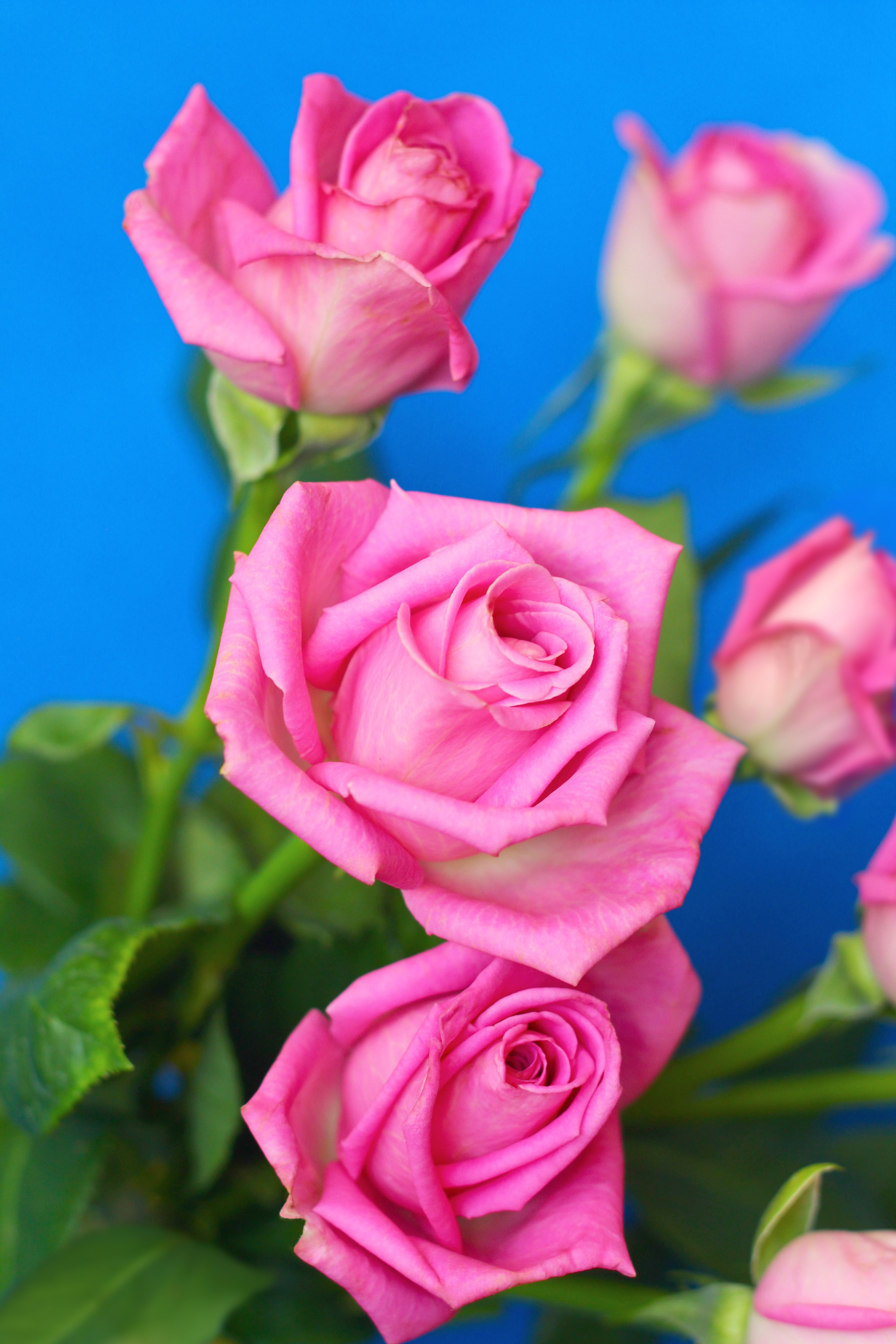 A Close-up Shot of Pink Roses Blooming · Free Stock Photo