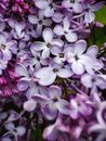 Purple and White Flowers in Tilt Shift Lens