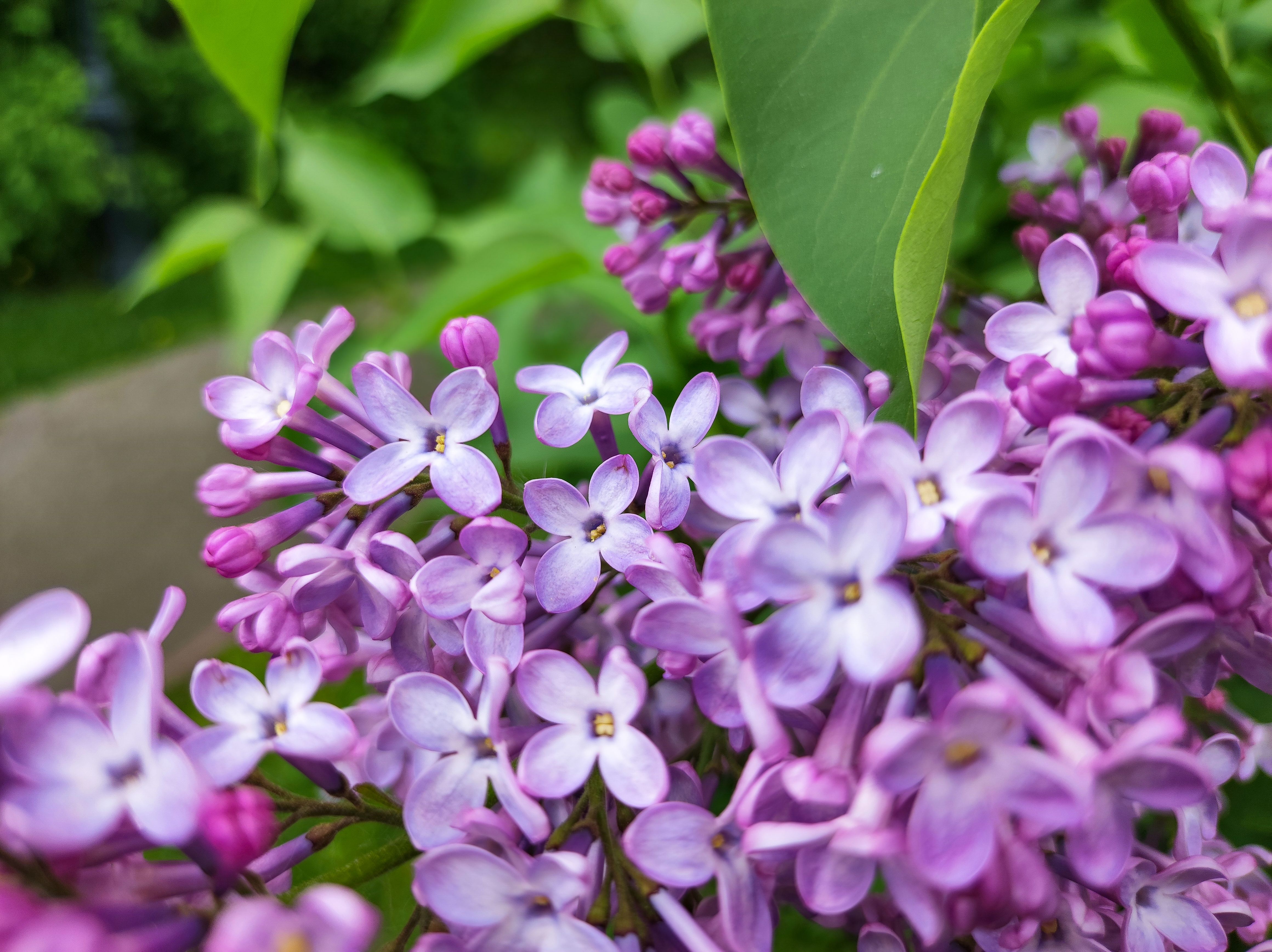 Flower Lila
