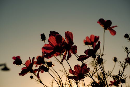 Photo of Red Poppy Flowers at Dawn