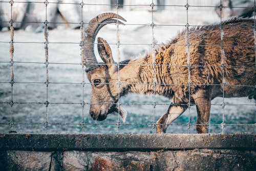 Foto stok gratis binatang, kambing, kertas dinding