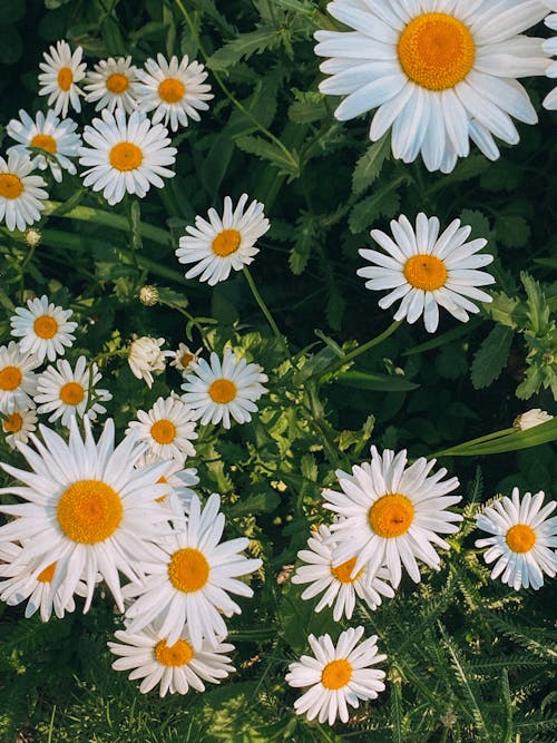 Beyaz çiçekler, bitki örtüsü, bitkiler içeren Ücretsiz stok fotoğraf