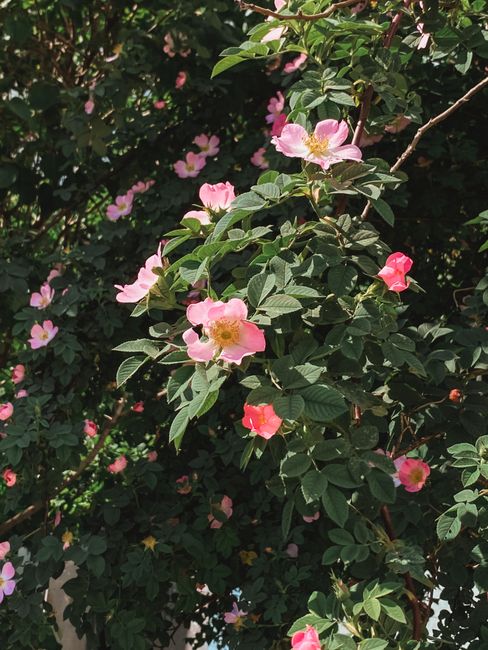 Beautiful pink dog roses bloom against lush green foliage under warm sunlight.