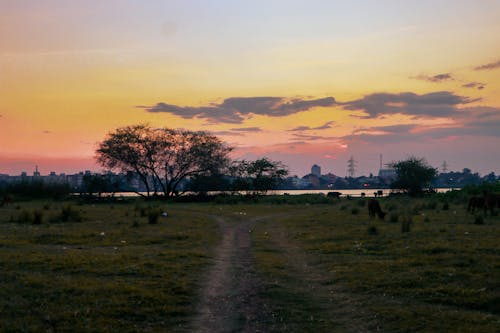 Trees on the Grass Field During Sunset