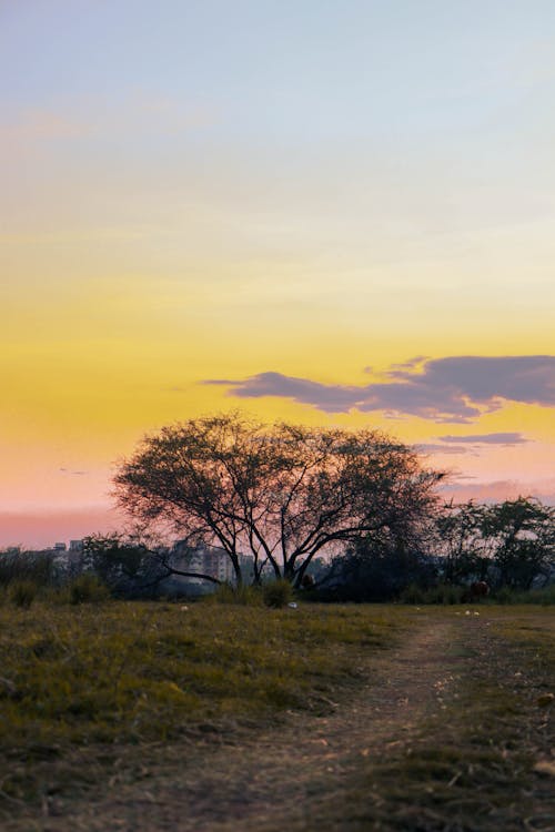 Trees on the Grass Field During Sunset