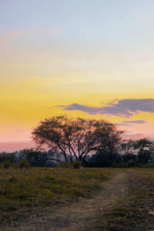 Trees on the Grass Field During Sunset · Free Stock Photo