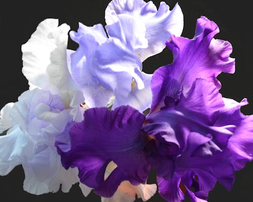 Purple Iris