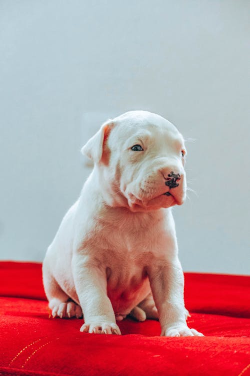 White Puppy in Close Up Photography