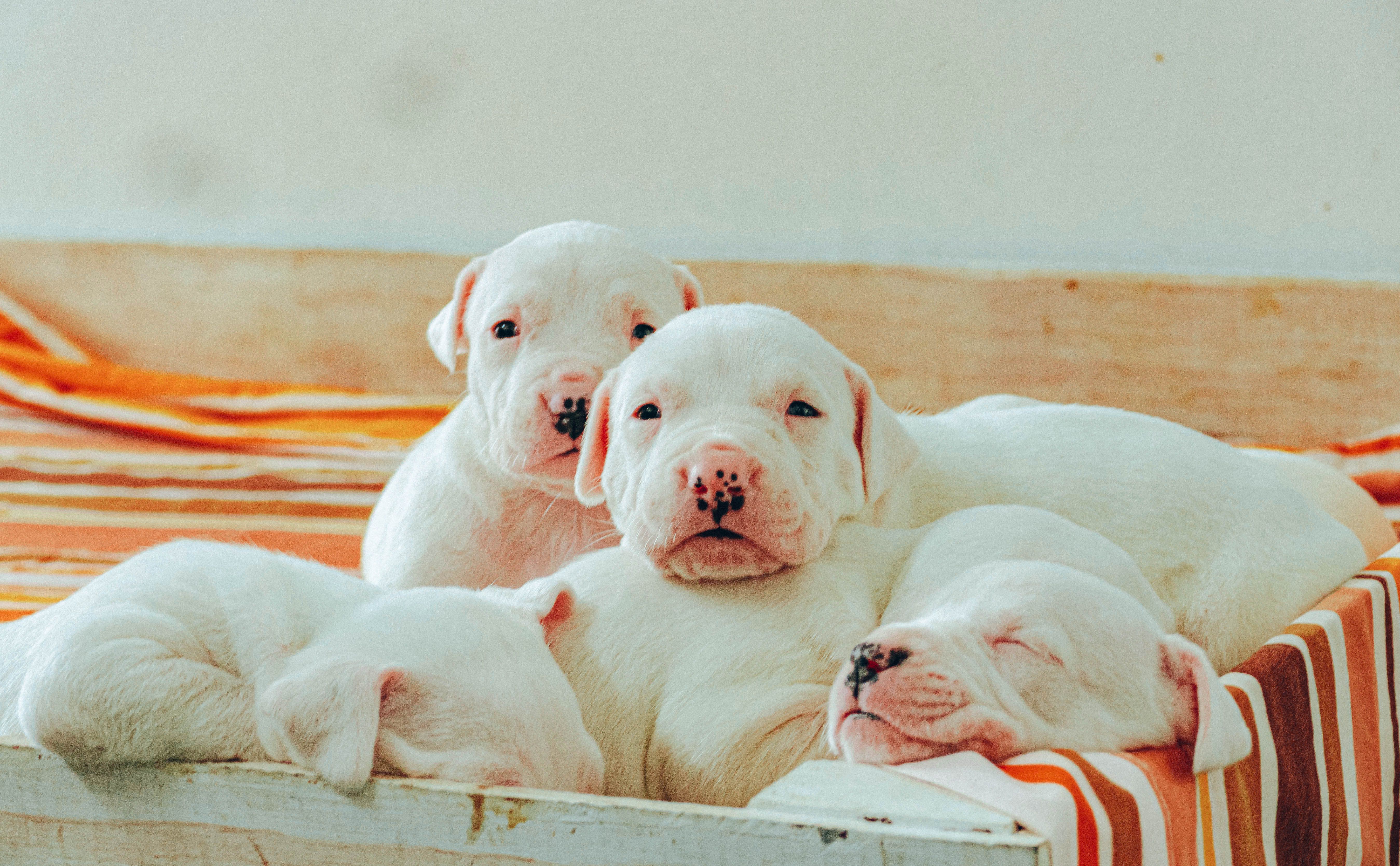 Dog Cries Herself to Sleep After Brother's Adoption, Then Finds Her Happy Ending
