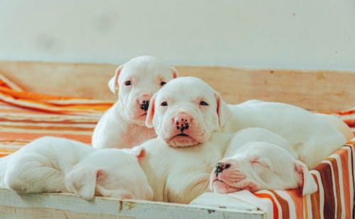 Photo of White Puppies