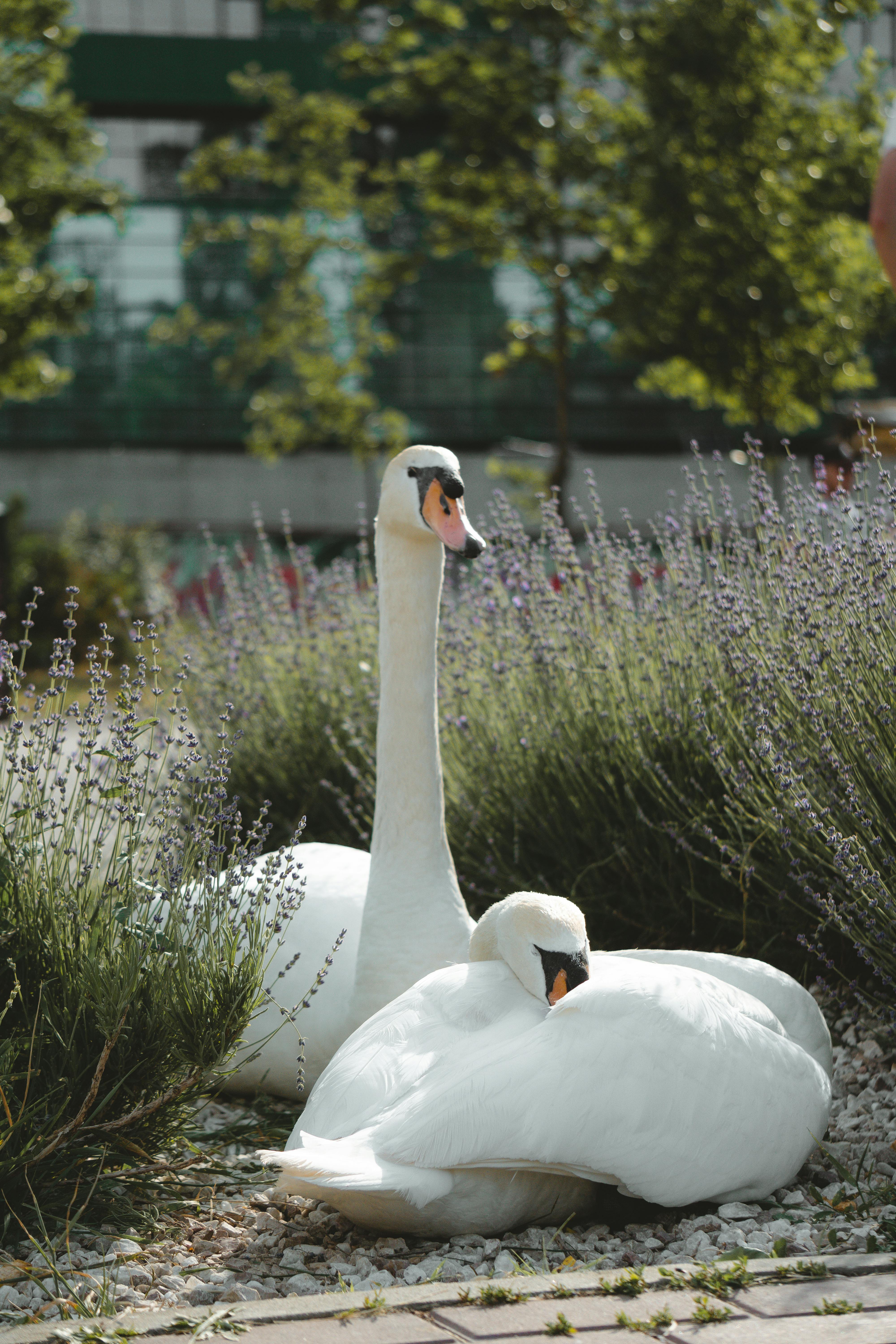 Two graceful mute swans relaxing amidst lavender bushes in a tranquil outdoor garden setting.
