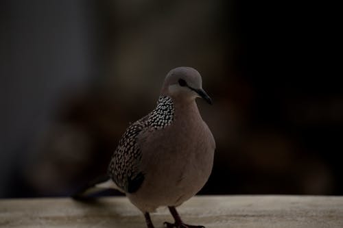 Бесплатное стоковое фото с голубь, птица, фауна