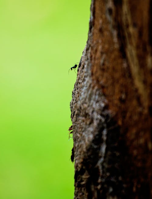 Kostenloses Stock Foto zu baum, baumstamm, fauna