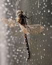 Rained Images