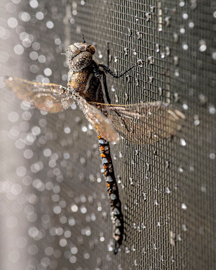 Dragonfly Resting On Wet Grid