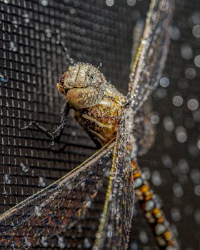 Macro shot of a dragonfly with dew on its wings resting on mesh. Insect photography focus.