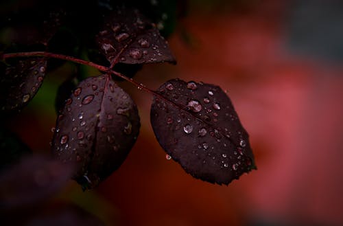 Fotografia De Closeup De Planta Vermelha Com Gotas De água