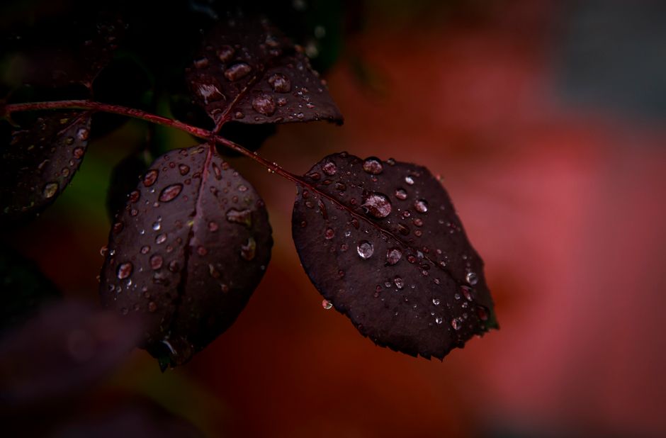 Close-up of dark leaves with water droplets, capturing the serene beauty of nature in low light.