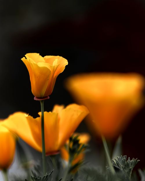 Free Vibrant close-up of golden California poppies blossoming outdoors under natural light. Stock Photo