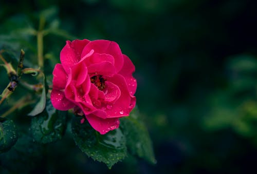 Селективный фокус фотографии розового цветка розы с каплями воды