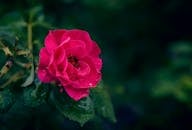 特写镜头中，一朵粉红玫瑰正在盛开，花瓣和叶子上挂着露珠