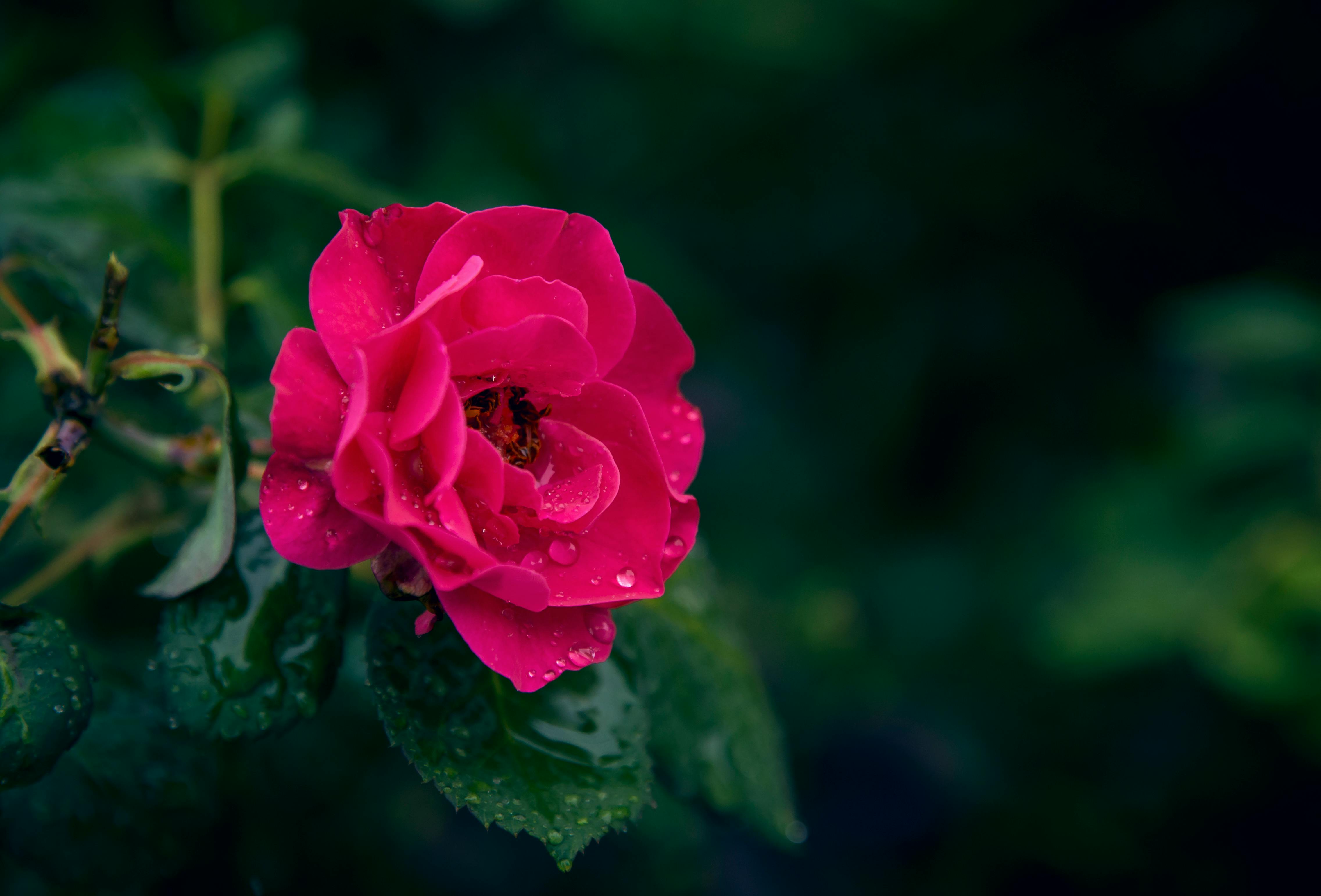 Red Rose Flower in Closeup Photography · Free Stock Photo