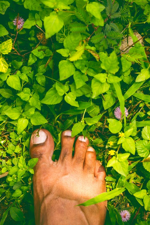 Free stock photo of bare feet, feet, green