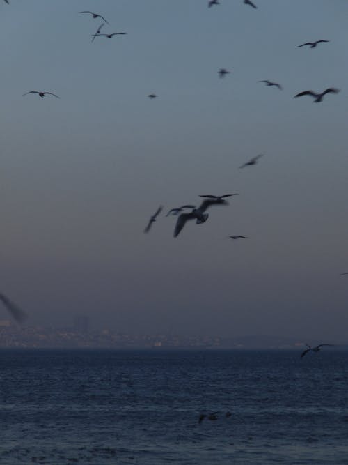 Kostenloses Stock Foto zu fliegen, herde, meer