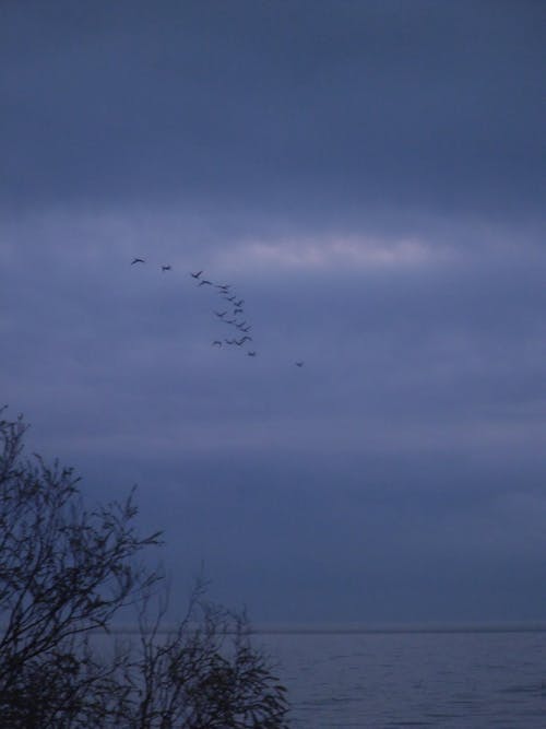 Kostenloses Stock Foto zu blauer himmel, fliegen, herde