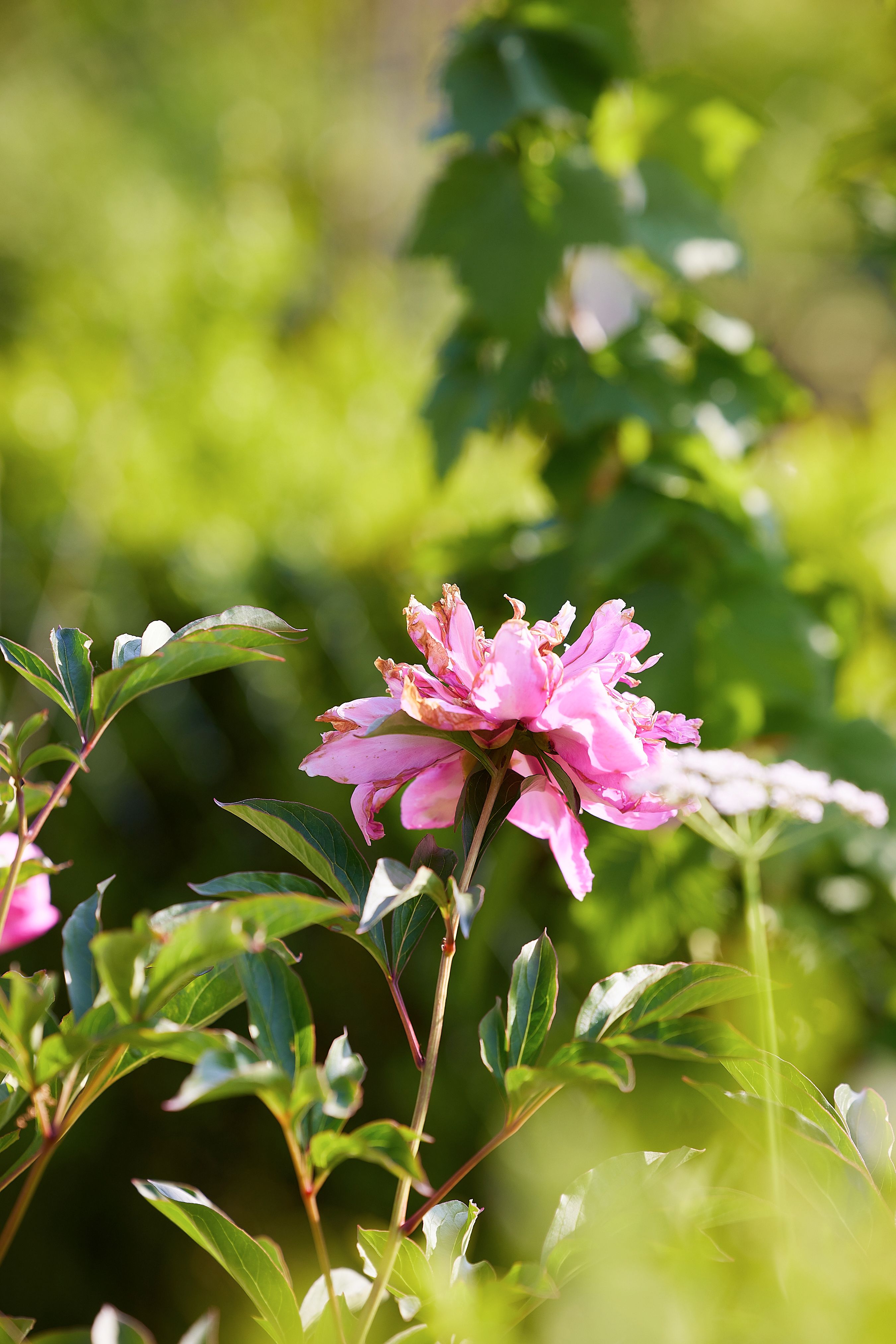 A Close-Up Shot of Pink Peony Flowers · Free Stock Photo