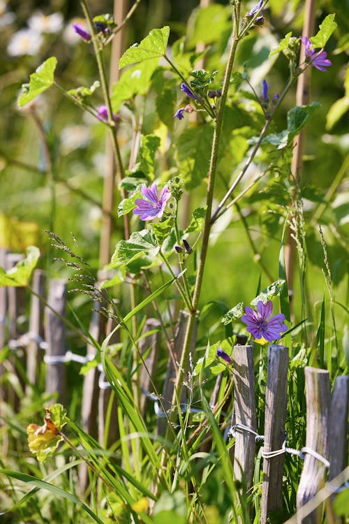 Ücretsiz bitki örtüsü, bitkiler, çiçek içeren Ücretsiz stok fotoğraf Stok Fotoğraflar