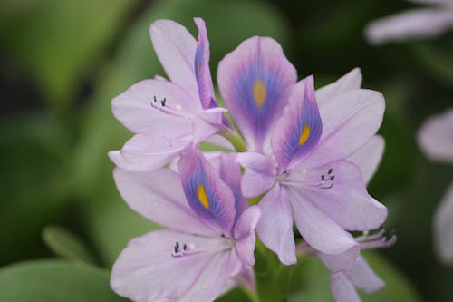 Foto stok gratis bulu merak, bunga ungu, latar belakang desktop keren