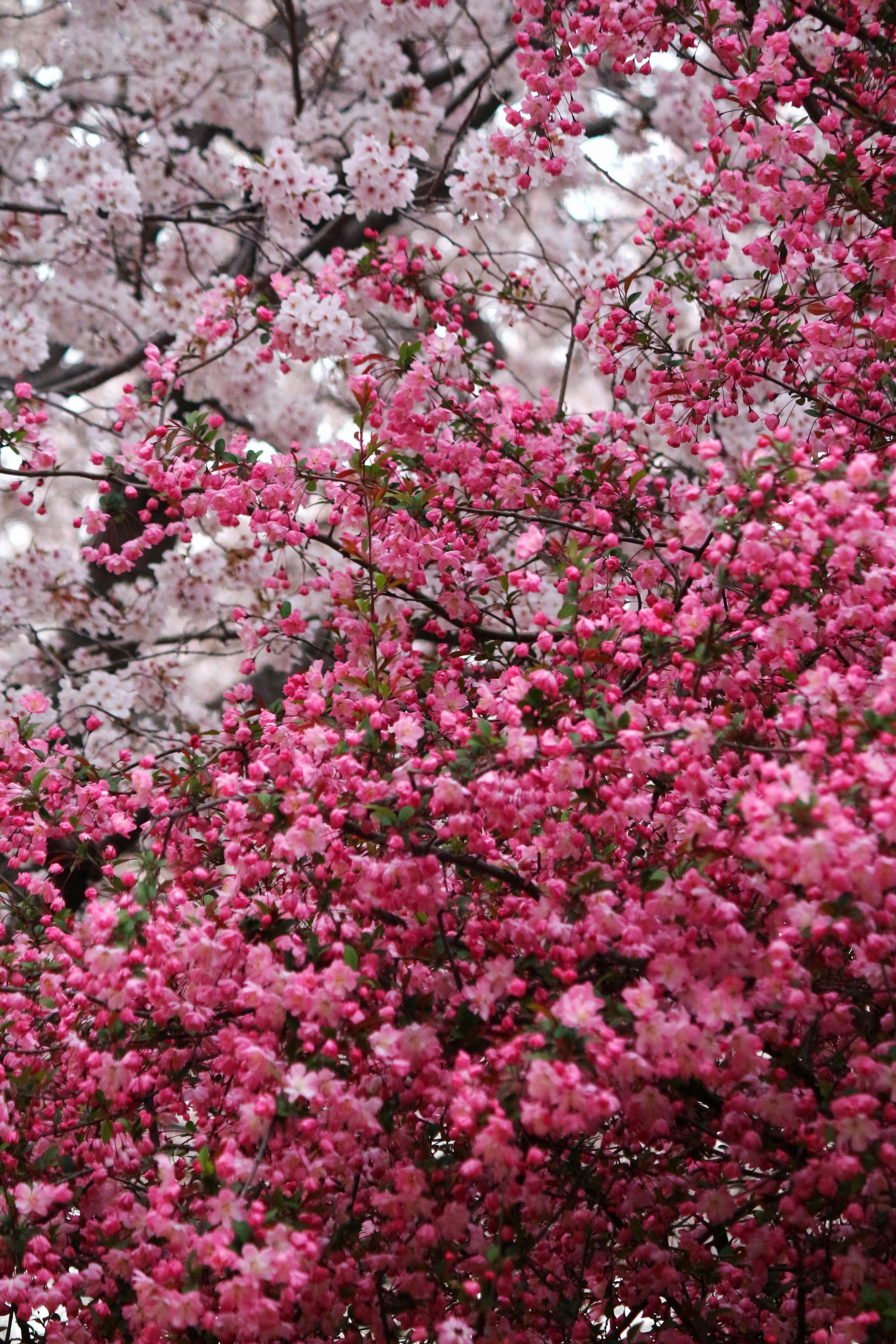 Stunning close-up of pink cherry blossoms in full bloom during spring in South Korea.