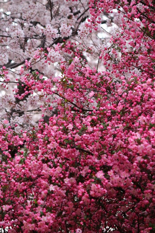 Fotobanka s bezplatnými fotkami na tému čerešňový kvet, kvitnutie, ružové kvety