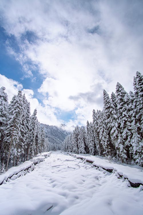 Fotobanka s bezplatnými fotkami na tému chladné počasie, obloha pokrytá oblakmi, stromy