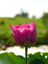 Free stock photo of cây thủy sinh, chụp ảnh hoa, đầu hoa