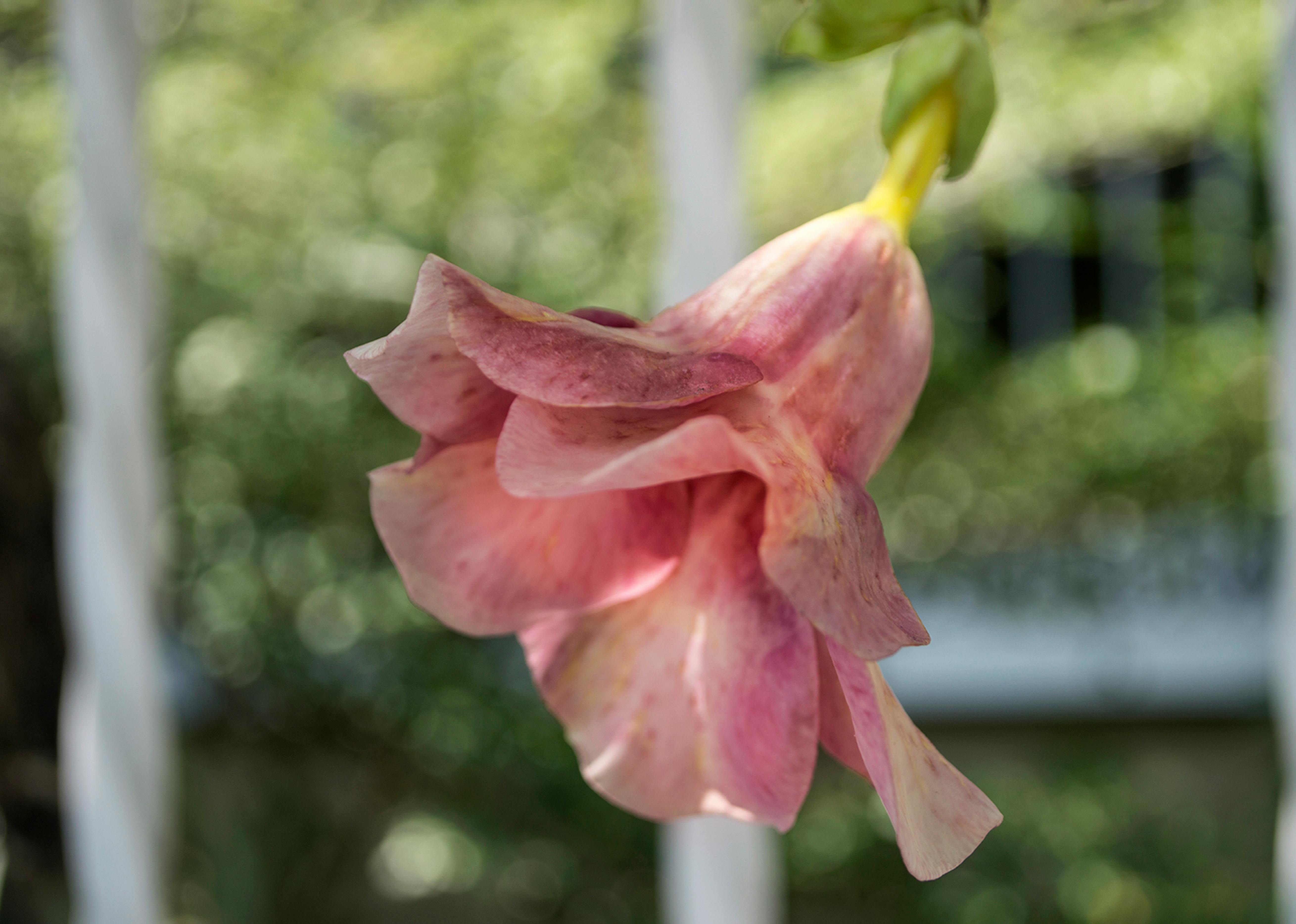 Imagine De Stoc Gratuită Cu Floare De Trandafir Floare Roz