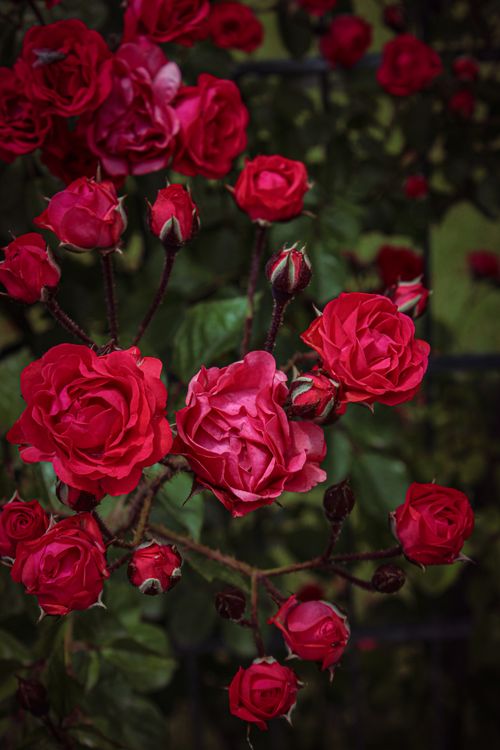 Free Stunning close-up of red roses in full bloom, showcasing vibrant colors and delicate petals. Stock Photo